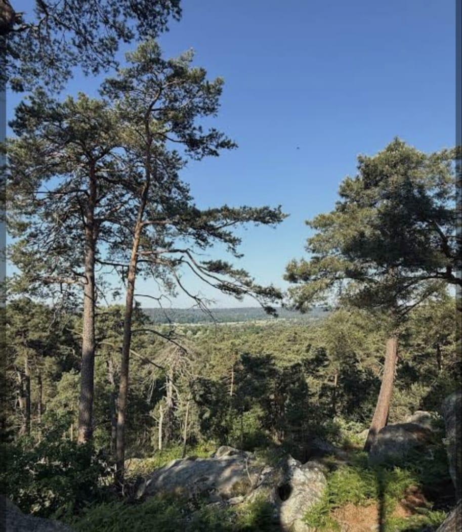 forêt